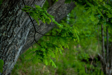 Branches and leaves of oak in the forest