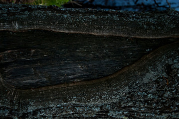 Dark oak barrel and texture