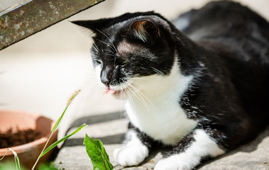 Chat Noir Et Blanc Mange De L Herbe Poster Posters Wallsheaven Phil Erad Chat Noir Et Blanc Mange De L Herbe Poster Posters Wallsheaven Phil Erad