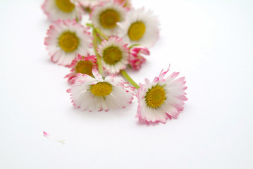 Small delicate white flowers Daisy on a white background