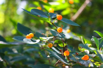background green macro fruit red yellow green dist distance berry sun spring bloom dawn plantation tree fruit food juice wild light round juicy garden little germination