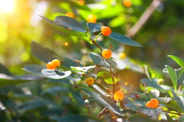 background green macro fruit red yellow green dat berry sun spring blossom dawn plantation tree fruit food juice wild light round juicy garden
