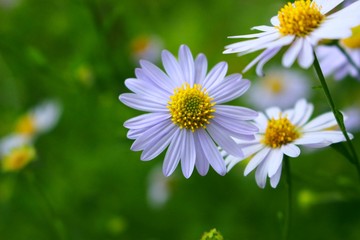 macro background green purple nature plant beautiful yellow pink botany flower garden many lonely single girl daisy summer spring warm sunny bright fresh