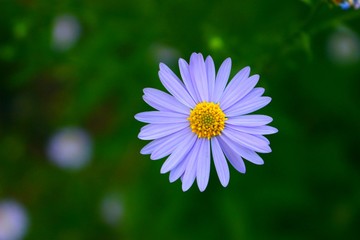 macro background green purple nature plant beautiful yellow pink botany flower garden many lonely single girl daisy summer spring warm sunny bright fresh