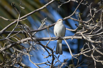 wild caribbean bird Cuba, Varadero