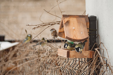 Bird feeder and birds in winter