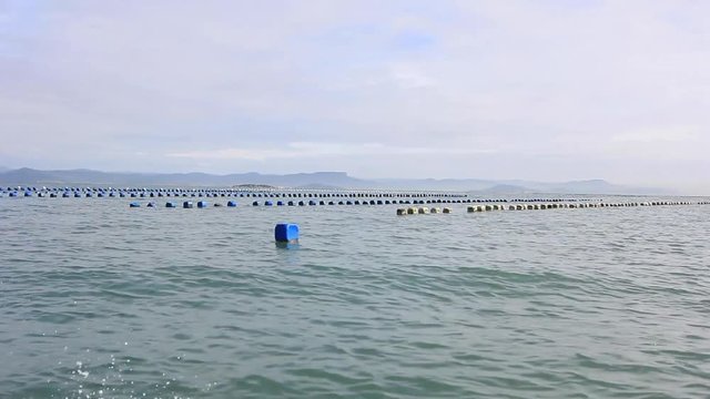 Ostras e cria&ccedil;&atilde;o de mariscos