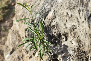 Miracles of wild nature- flower from stone