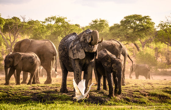 Eine Herde Elefanten beim Trinken und Schlammbad am Chobe River in Botswana, im Vordergrund fliegt ein Kuhreiher auf