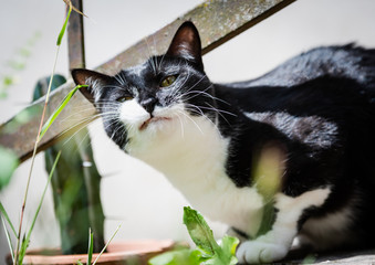 Chat Noir Et Blanc Mange De L Herbe Poster Posters Wallsheaven Phil Erad