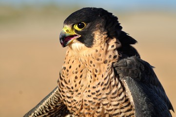 Halcón