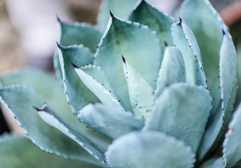 Macro of Agave plant