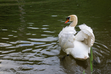 Obraz premium swan on lake