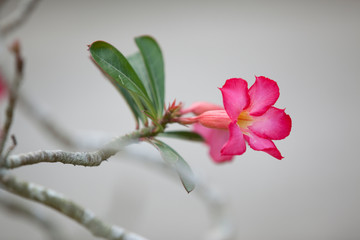 Obraz premium Flower, Borneo