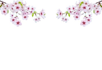 Fototapeta na wymiar Sakura illustrations with a white background for wedding cards and Valentine