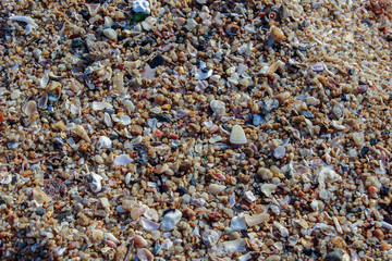 close up of sea sand and shells