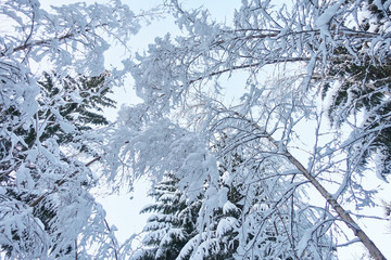 Snowy Trees and Clear Sky.