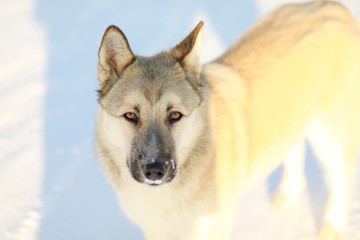 Yellow big dog on snow looking at you