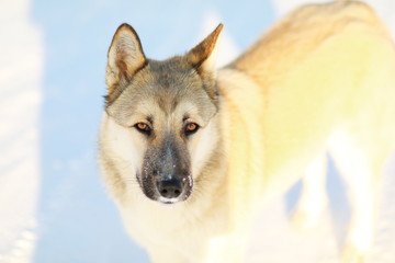 Yellow big dog on snow looking at you