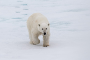 Polar bear (Ursus maritimus) on the pack ice north of Spitsbergen Island, Svalbard