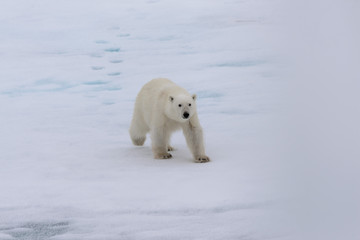 Obraz na płótnie Canvas Polar bear (Ursus maritimus) on the pack ice north of Spitsbergen Island, Svalbard