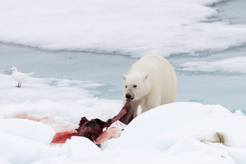 Polar bear eating seal on pack ice
