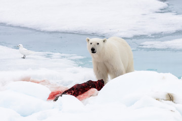 Fototapeta na wymiar Polar bear eating seal on pack ice