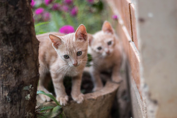 Gato filhote amarelo