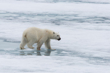Naklejka na ściany i meble Polar bear (Ursus maritimus) going on the pack ice north of Spitsbergen Island, Svalbard