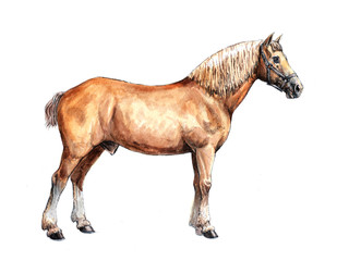 Draft horse illustration. Horse portrait. Watercolor painting.  © Lunstream