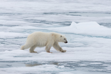 Fototapeta na wymiar Polar bear (Ursus maritimus) going on the pack ice north of Spitsbergen Island, Svalbard