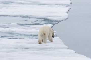 Polar bear (Ursus maritimus) going on the pack ice north of Spitsbergen Island, Svalbard © Alexey Seafarer