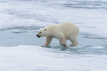 Polar bear (Ursus maritimus) going on the pack ice north of Spitsbergen Island, Svalbard © Alexey Seafarer