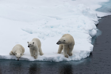 Obraz na płótnie Canvas Polar bear (Ursus maritimus) mother and twin cubs on the pack ice, north of Svalbard Arctic Norway