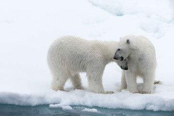 Polar bear (Ursus maritimus) mother and cub on the pack ice, north of Svalbard Arctic Norway