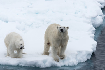 Plakat Polar bear (Ursus maritimus) mother and cub on the pack ice, north of Svalbard Arctic Norway