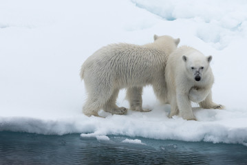 Polar bear (Ursus maritimus) mother and cub on the pack ice, north of Svalbard Arctic Norway