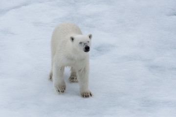 Fototapeta na wymiar Polar bear (Ursus maritimus) cub on the pack ice, north of Svalbard Arctic Norway
