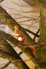 Rotes Eichhörnchen auf einem Baum, sitzend, Hamburg, Deutschland