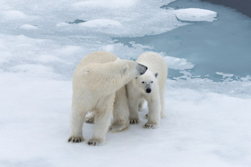 Obraz na płótnie Canvas Polar bear (Ursus maritimus) mother and cub on the pack ice, north of Svalbard Arctic Norway