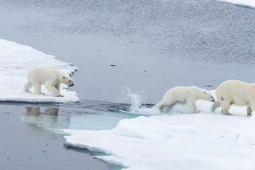 Fototapeta na wymiar Wild Polar Bear and cubs jumping across the ice on the pack ice, north of Svalbard Arctic Norway