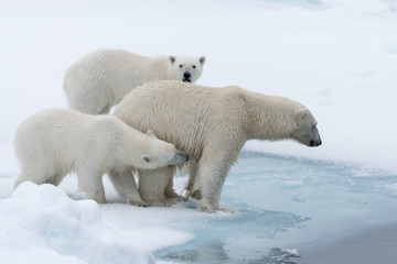 Obraz na płótnie Canvas Wild polar bear (Ursus maritimus) mother and twin cubs on the pack ice, north of Svalbard Arctic Norway
