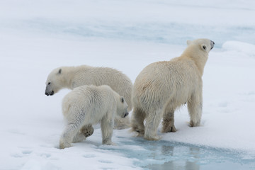 Wild polar bear (Ursus maritimus) mother and twin cubs on the pack ice, north of Svalbard Arctic Norway