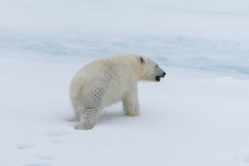 Fototapeta na wymiar Wild polar bear cub on the pack ice, north of Svalbard Arctic Norway