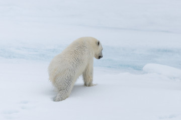 Fototapeta na wymiar Wild polar bear cub on the pack ice, north of Svalbard Arctic Norway