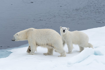 Obraz na płótnie Canvas Wild polar bear (Ursus maritimus) mother and cub on the pack ice, north of Svalbard Arctic Norway