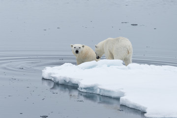 Obraz na płótnie Canvas Wild Polar Bear and cubs swimming among the ice on the pack ice, north of Svalbard Arctic Norway