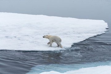 Fototapeta na wymiar Wild Polar Bear and cubs jumping across the ice on the pack ice, north of Svalbard Arctic Norway