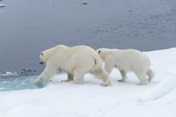 Wild polar bear (Ursus maritimus) mother and cub on the pack ice, north of Svalbard Arctic Norway