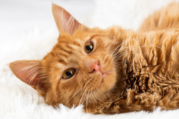 Pet animal; cute cat indoor. Yellow cat.